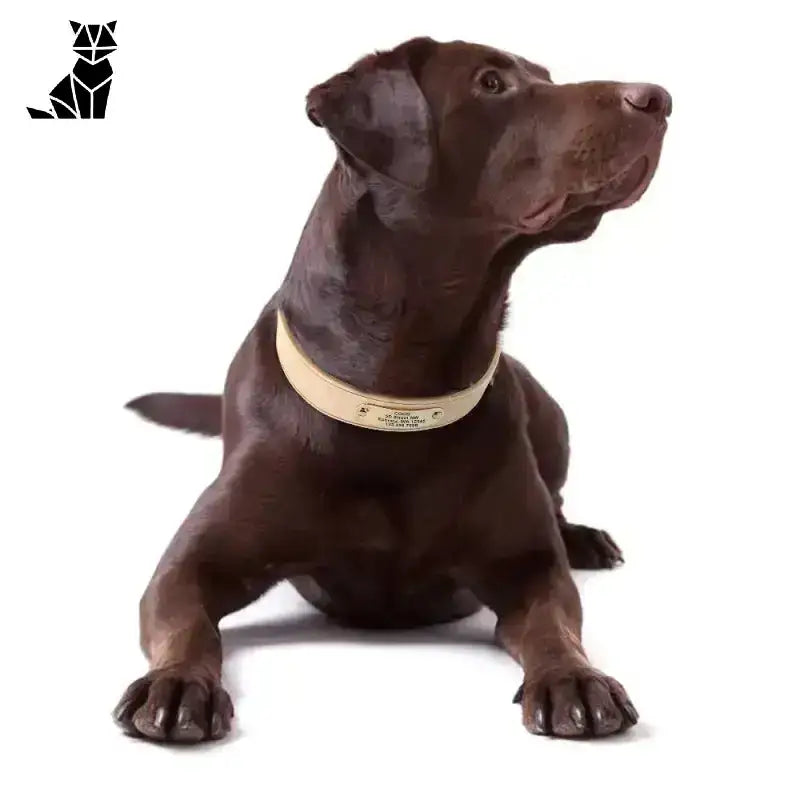 Grawerowana Obroża dla Psa w Kolorze Beżowym Czekolada Labrador Retriever