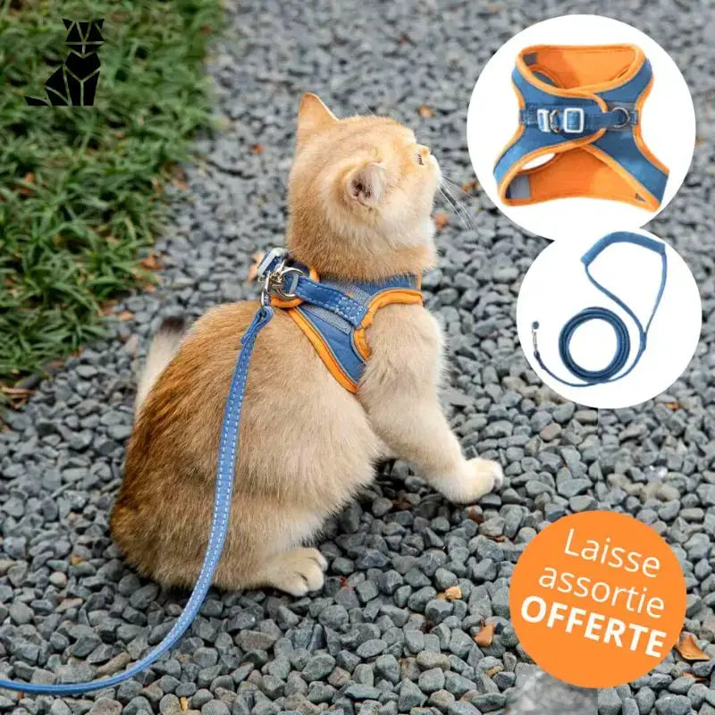 Harnesscat™ - Bezpieczne i Wygodne Przypięcie Dla Twojego Kota - Pomarańczowy i Niebieski / s (kotek)
