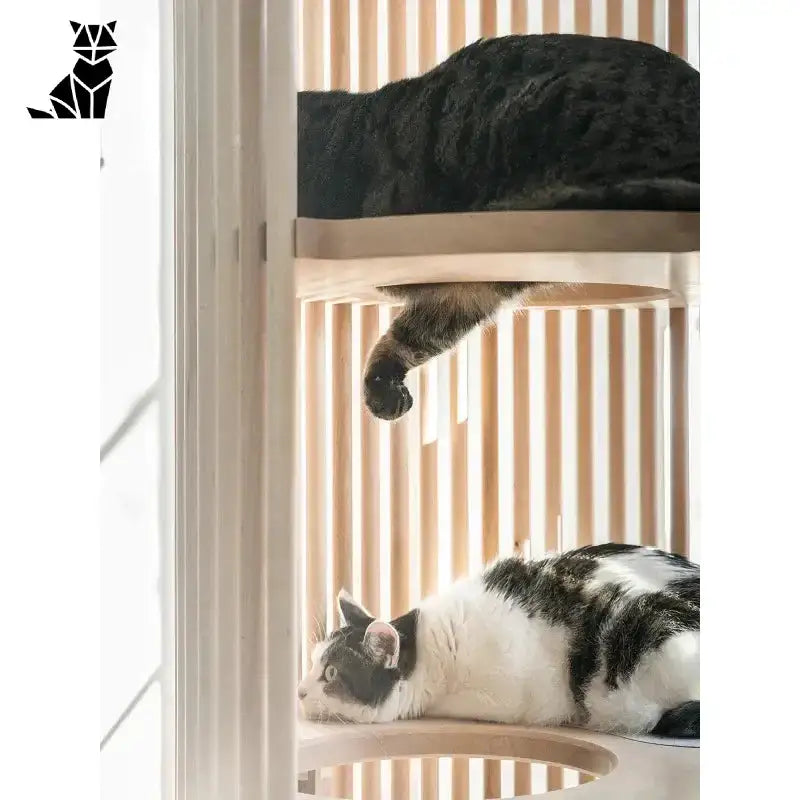 Idealny Drapak Dla Kota Maine Coon – Komfort i Zabawa w Jednym!