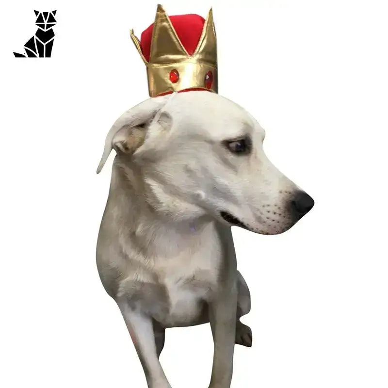 Korona dla Psa Royal Crown – Styl i Komfort Tytuł Domyślny Biały Pies Złoto