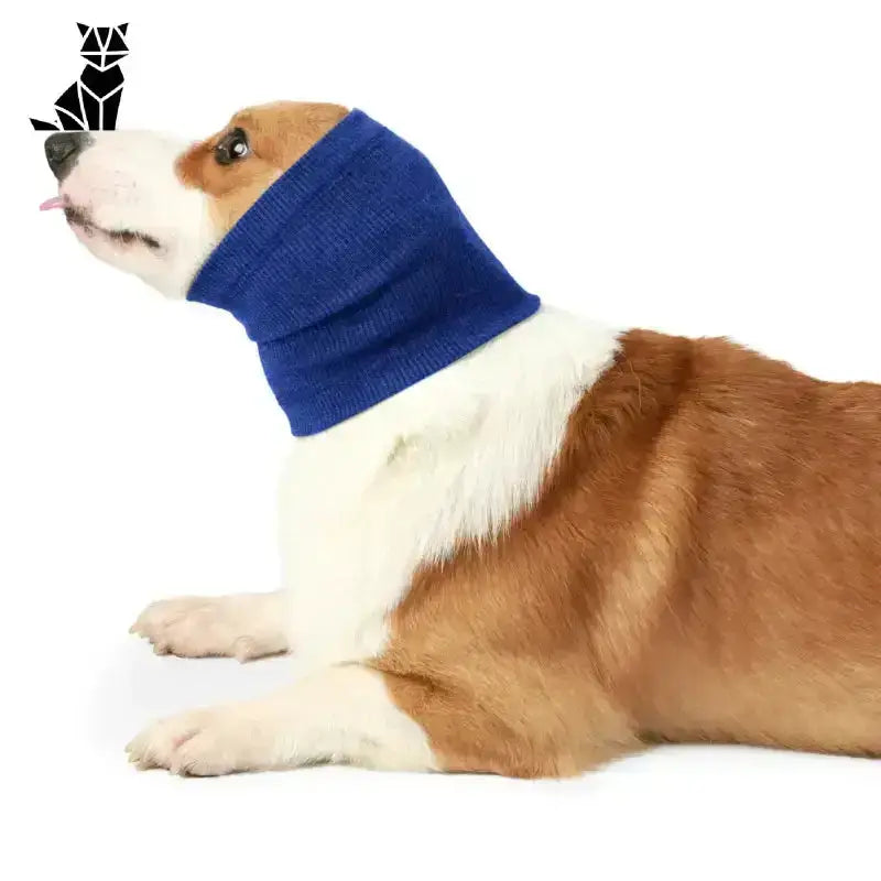 Nauszniki dla Cocker Spaniela – Stylowa Ochrona Uszu Pies Niebieski Ucho