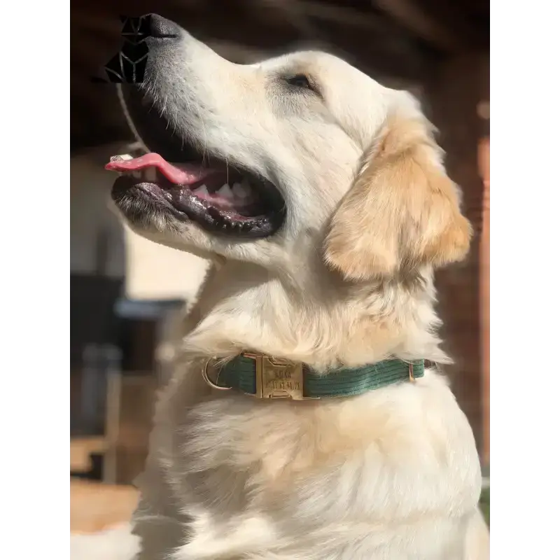 Obroża dla Psa Personalizowana z Zielonego Sztruksu światło Złoty Retriever