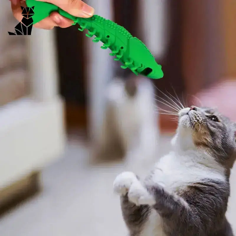 Szczoteczka dla Kota Denticat – Zdrowe Zęby i Zabawa