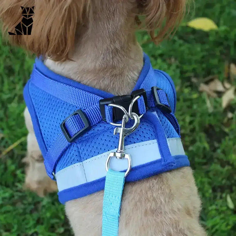 Szelki dla Zwierząt Bez Ucisku i Stresu Niebieski Siatka Pies
