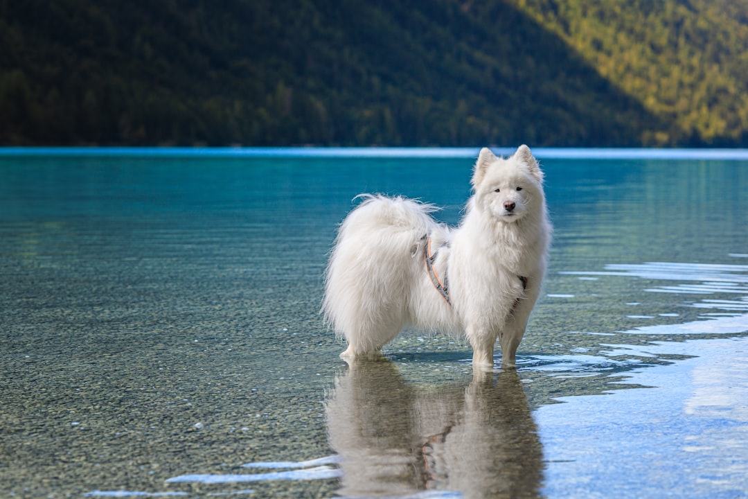 Dlaczego pies liże człowieka Nauka tłumaczy to zjawisko
