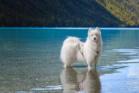 Dlaczego pies liże człowieka Nauka tłumaczy to zjawisko