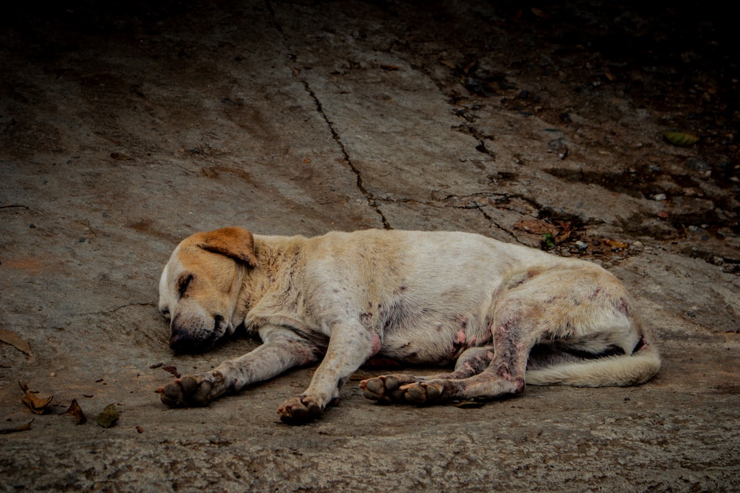 Czy pies może jeść banany Odpowiedź poparta nauką