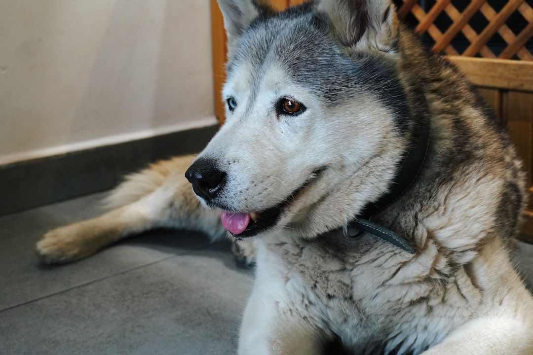 Dlaczego pies je kupy Naukowe wyjaśnienie zachowania