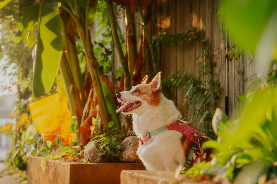 Czy pies może jeść kaszę Odpowiedź poparta nauką