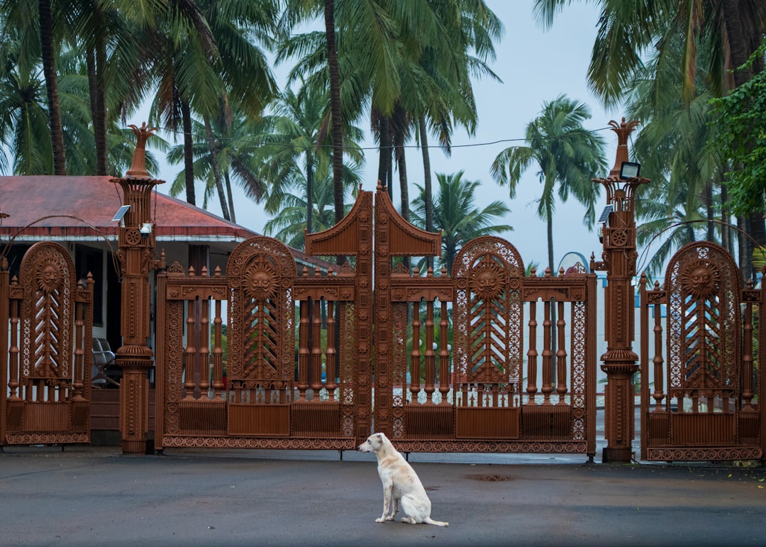 Czy pies może jeść kalarepę? Naukowa analiza diety