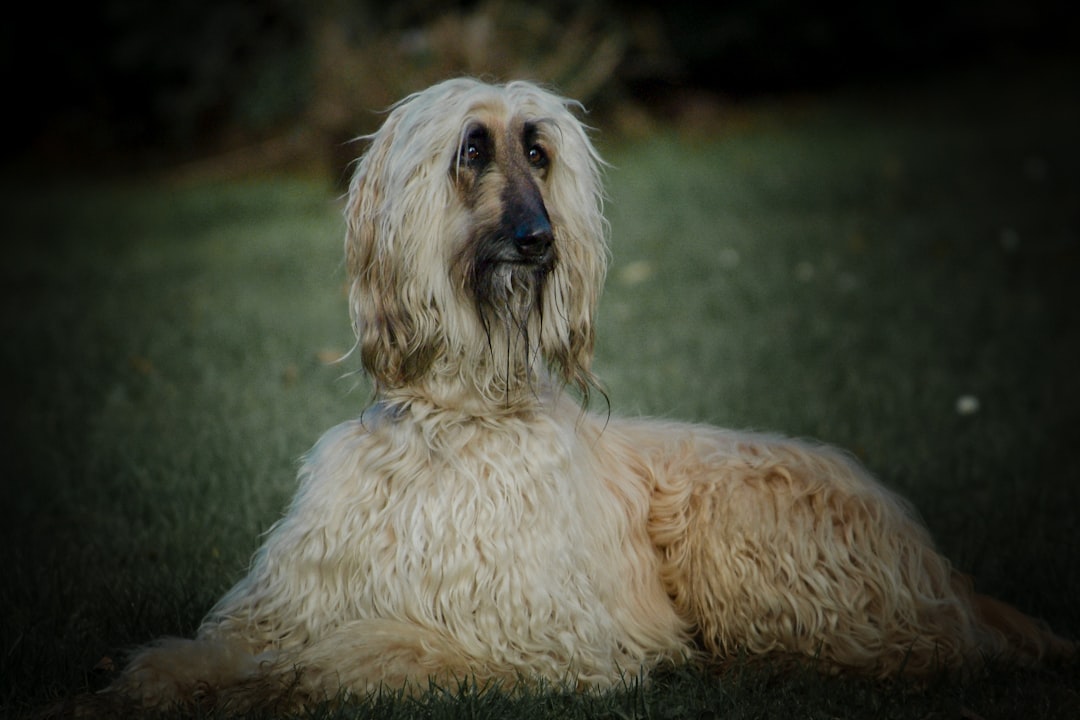 Co się dzieje, gdy pies zje czekoladę? Sprawdź!
