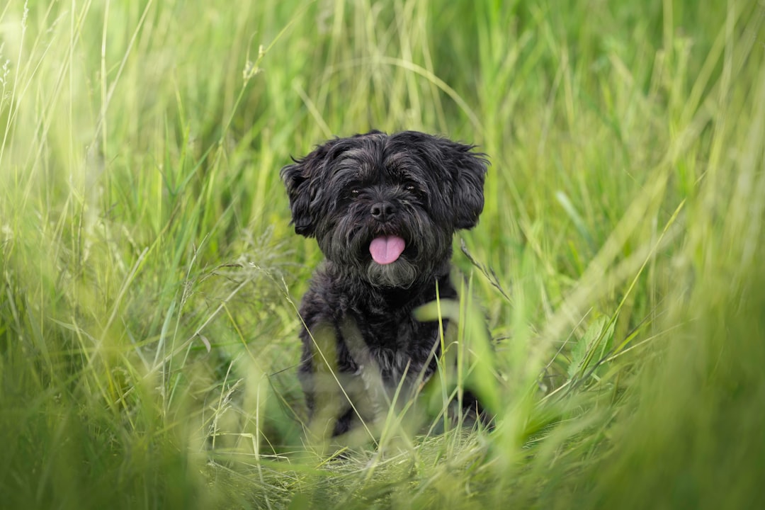Czy pies może jeść cebulę Nauka ostrzega przed skutkami