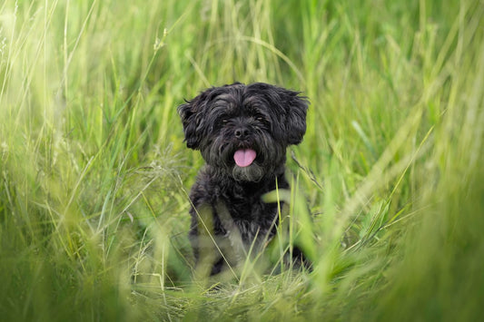 Czy pies może jeść cebulę Nauka ostrzega przed skutkami