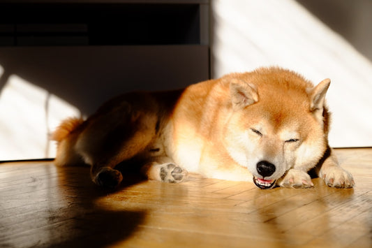 Dlaczego pies się drapie Nauka ujawnia zaskakujące powody