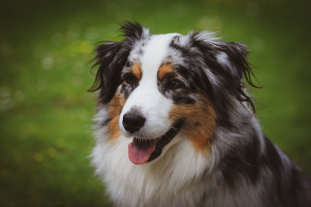 Jak sprawdzić czy pies ma gorączkę skuteczne metody badania
