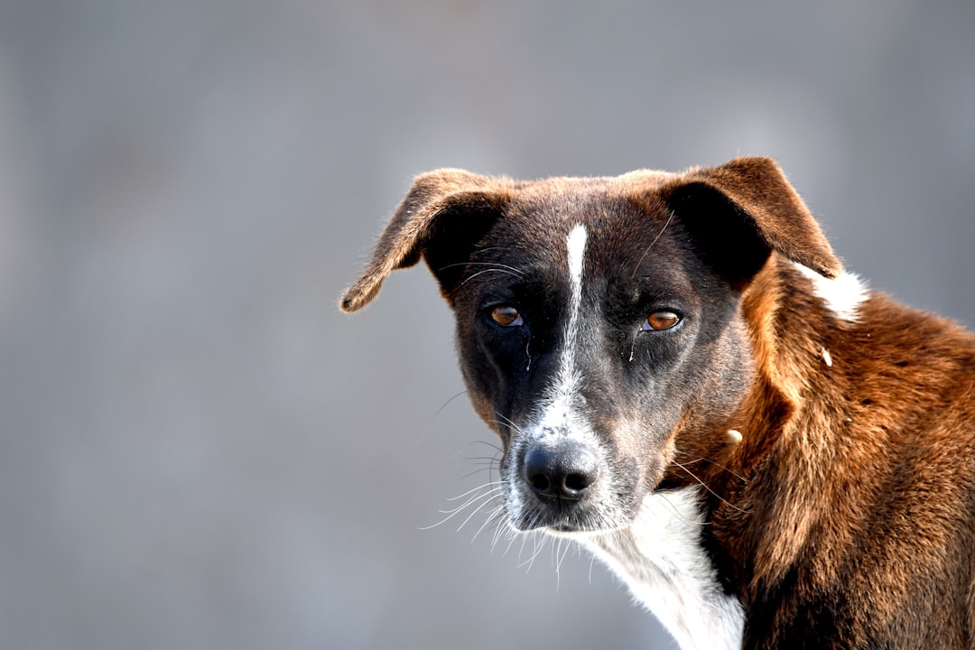 Czy pies może jeść czekoladę Naukowe fakty i zagrożenia