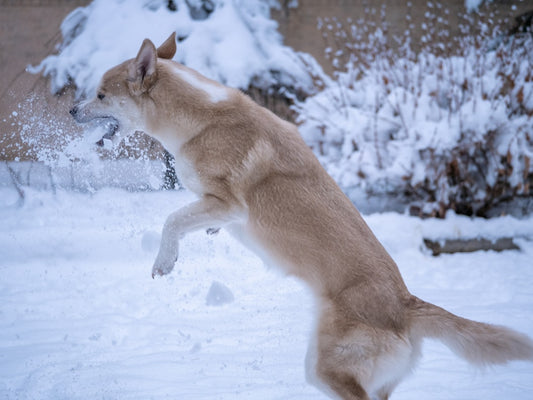 Czy Twój Pies Może Bezpiecznie Jeść Kiwi? Odkrywamy Fakty