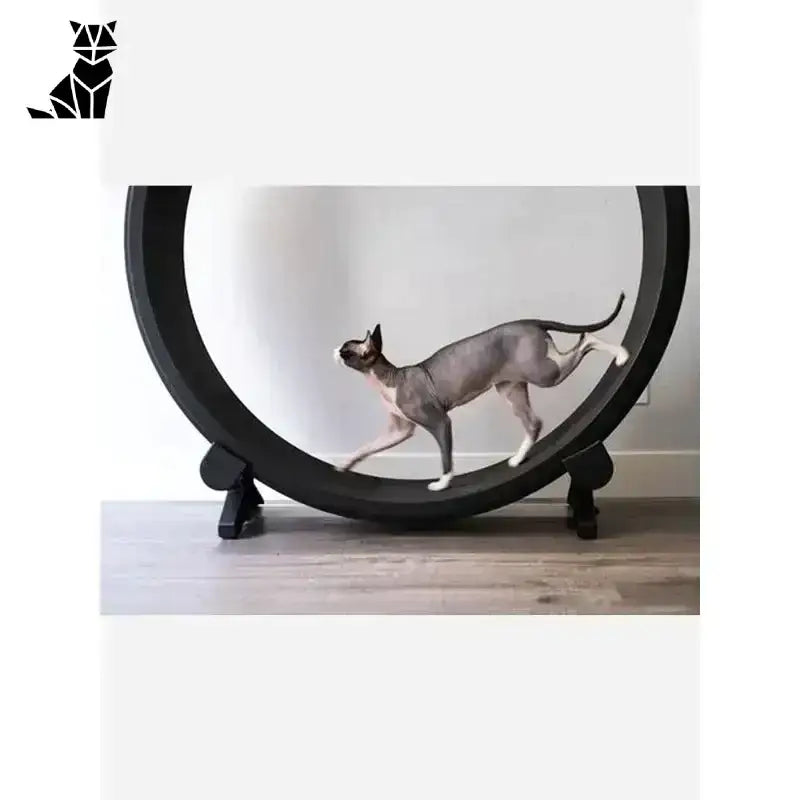 Bieżnia dla Kota – Przewodnik Krok po Kroku Bezwłosy Kot Czarny