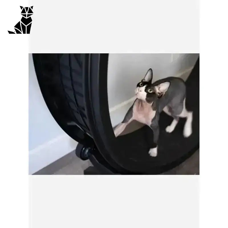 Bieżnia dla Kota – Przewodnik Krok po Kroku Sfinks Kot Czarny