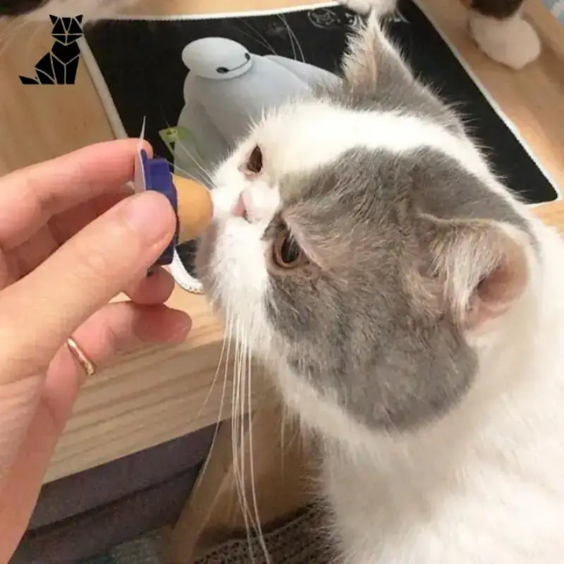 Delicecat dla Kota: Wspiera Odporność i Zdrowie Delicecat™