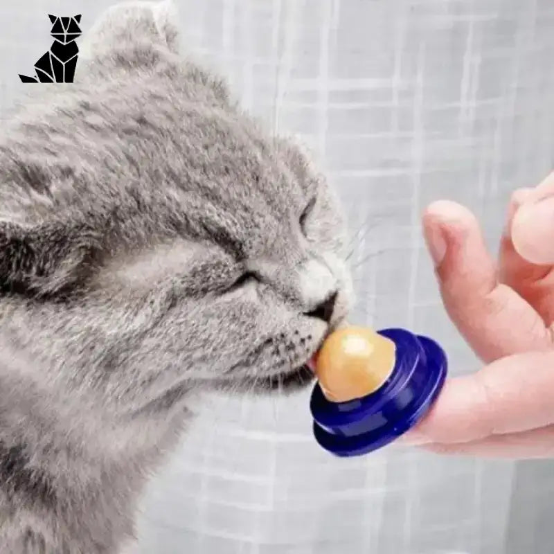 Delicecat dla Kota: Wspiera Odporność i Zdrowie Delicecat™
