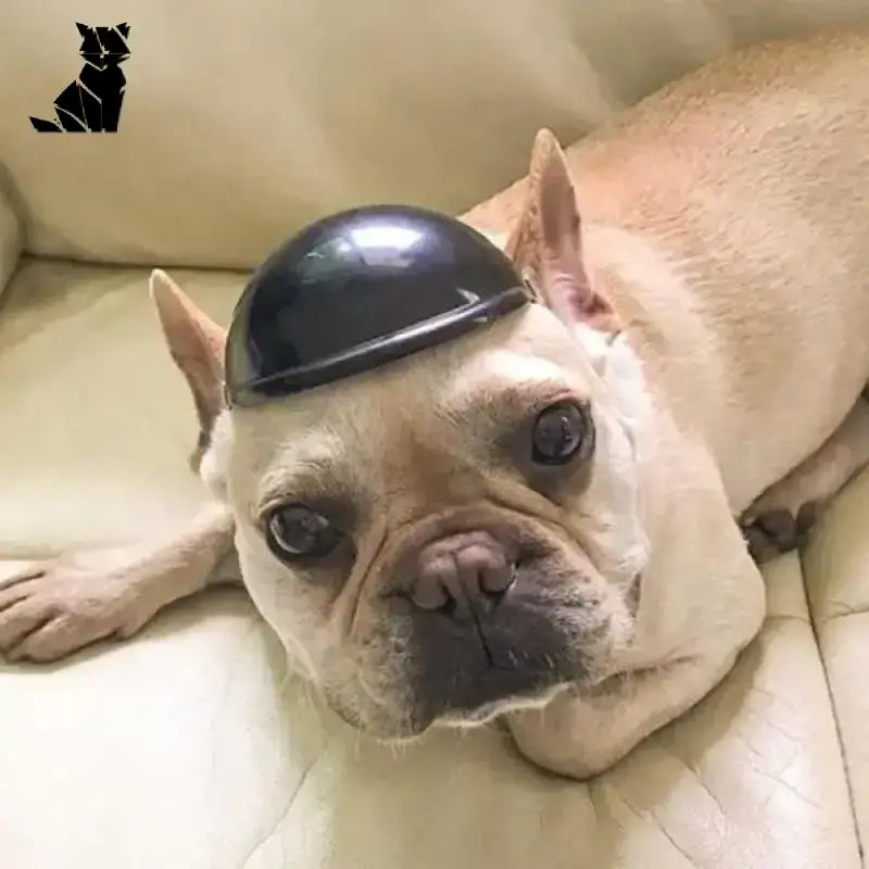 Kask Motocyklowy dla Psa: Bezpieczna Jazda w Stylu