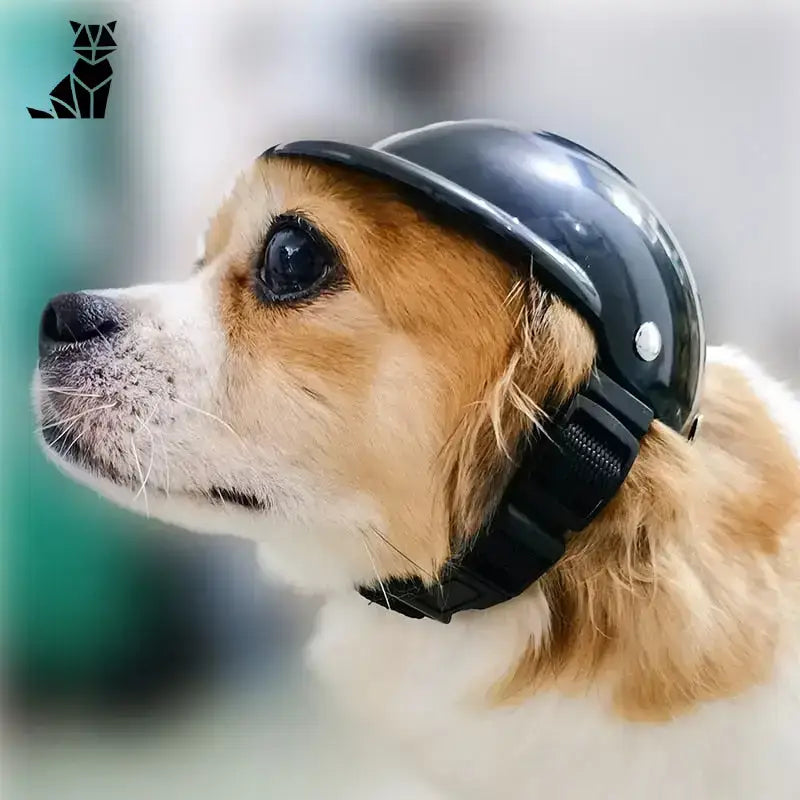 Kask Motocyklowy dla Psa: Bezpieczna Jazda w Stylu Pies Czarny Ochronny