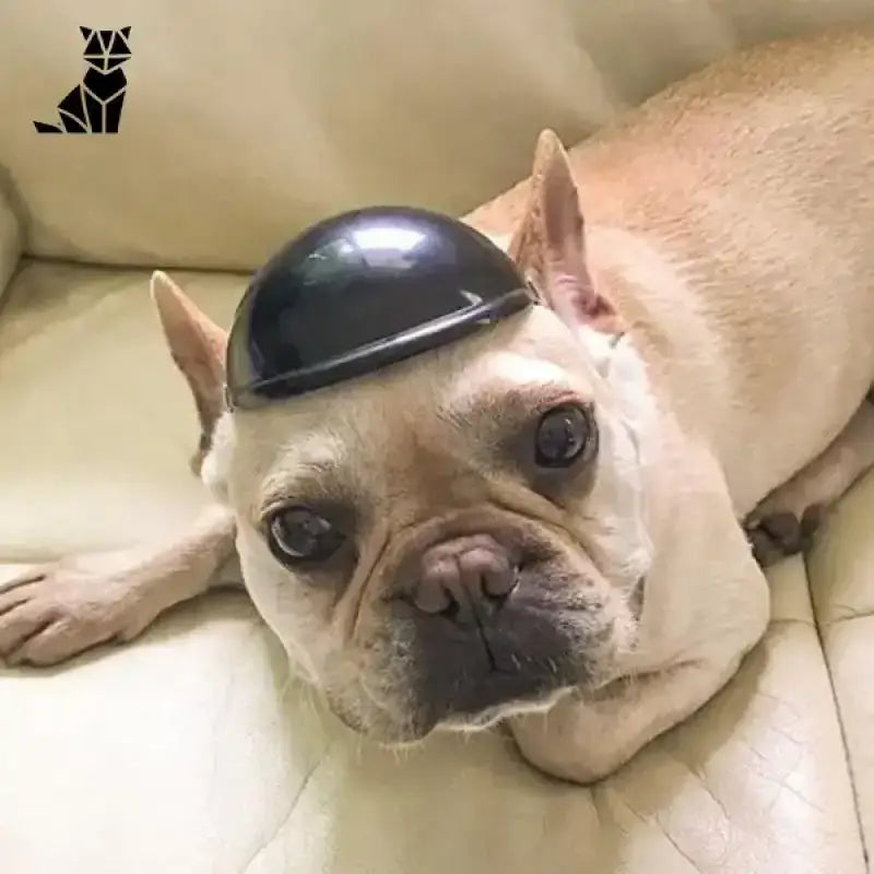 Kask Motocyklowy dla Psa: Bezpieczna Jazda w Stylu Płowy Francuski Buldog