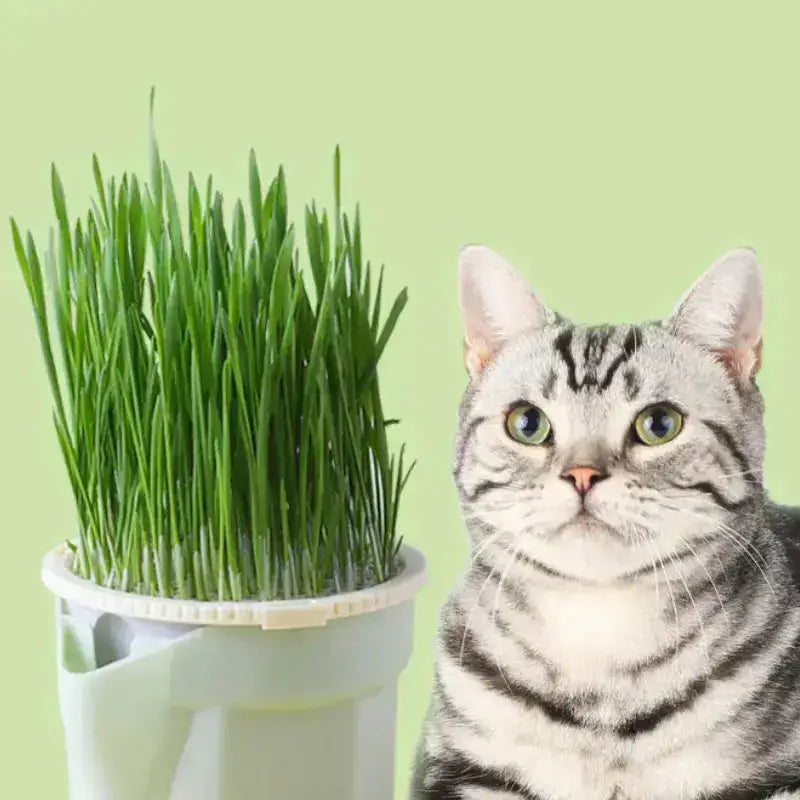 Kocimiętka Uprawa Zestaw Naturalny dla Kota Tytuł Domyślny Srebro Pręgowany Kot