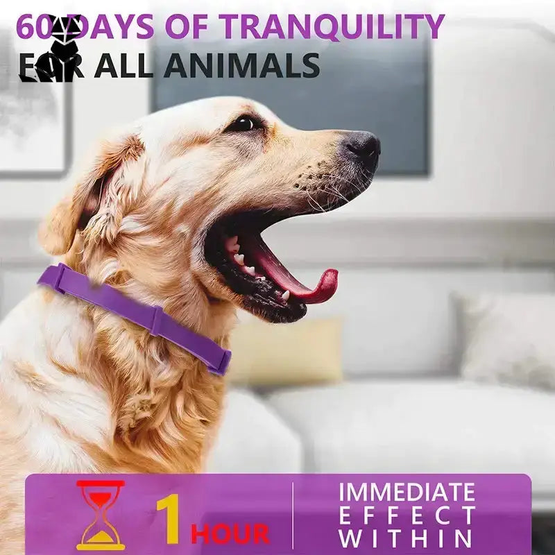 Obroża Antystresowa dla Kota na Codzienny Spokój Fioletowy / Neck Adjustable Złoty Retriever Pies