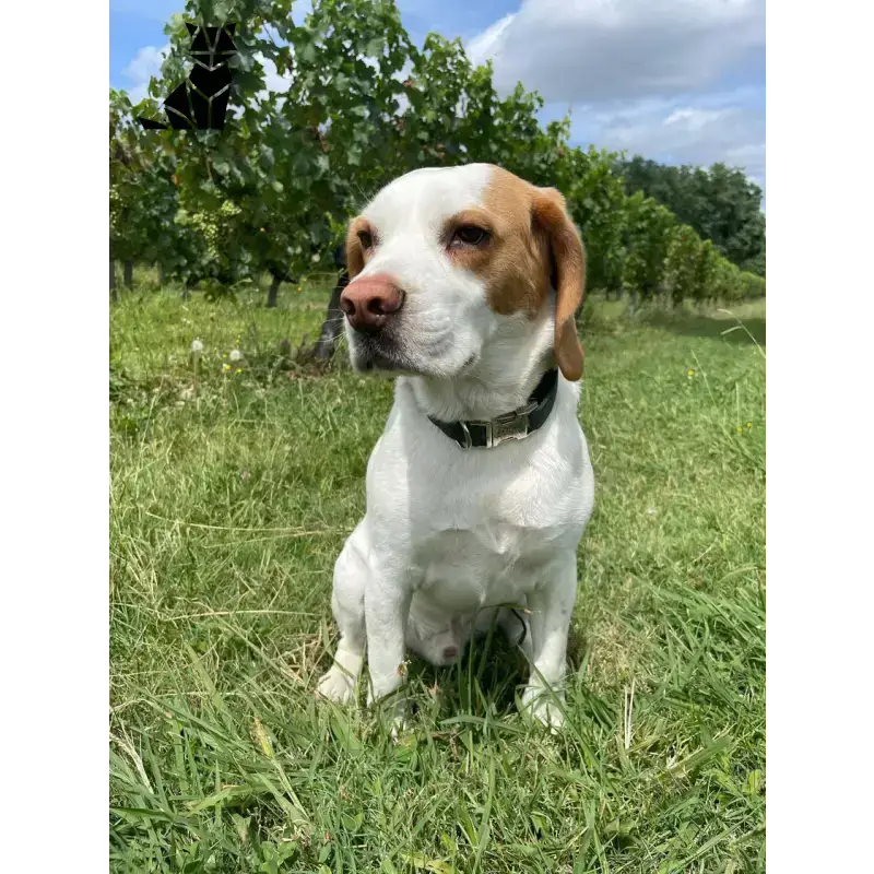 Obroża dla Psa Sosnowa Zieleń - Styl i Komfort Biały Brązowy Beagle