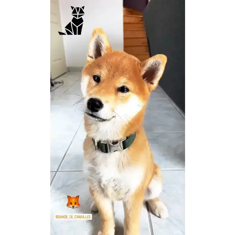Obroża dla Psa Sosnowa Zieleń - Styl i Komfort Shiba Inu Szczeniak