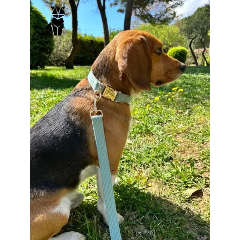 Obroża dla Psa z Imieniem i Numerem Telefonu Beagle światło Niebieski