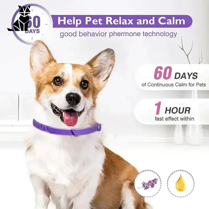 Obroża Przeciw Kleszczom dla Kota Ochronna Szczęśliwy Corgi Fioletowy