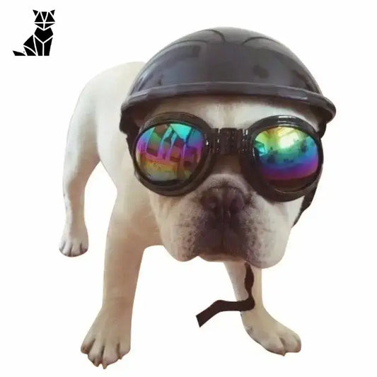 Okulary dla Psa: Stylowy i Komfortowy Dodatek
