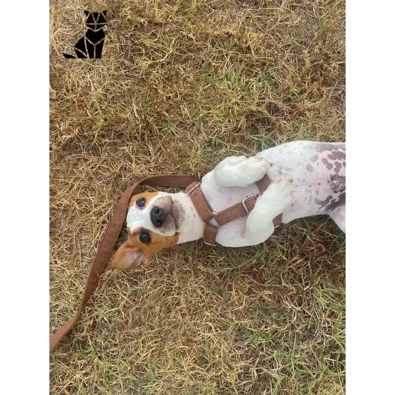 Personalizowane Szelki dla Psa z Sztruksu Trójkolorowy Beagle Szczeniak