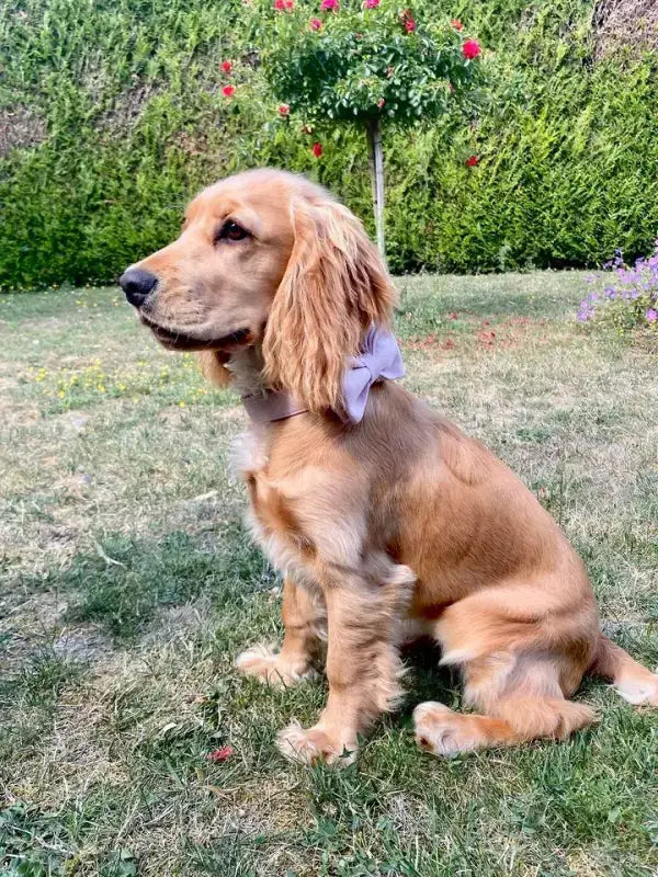 Różowa Muszka Elegancka dla Psa na Obrożę Tytuł Domyślny Złotobrązowy Cocker Spaniel