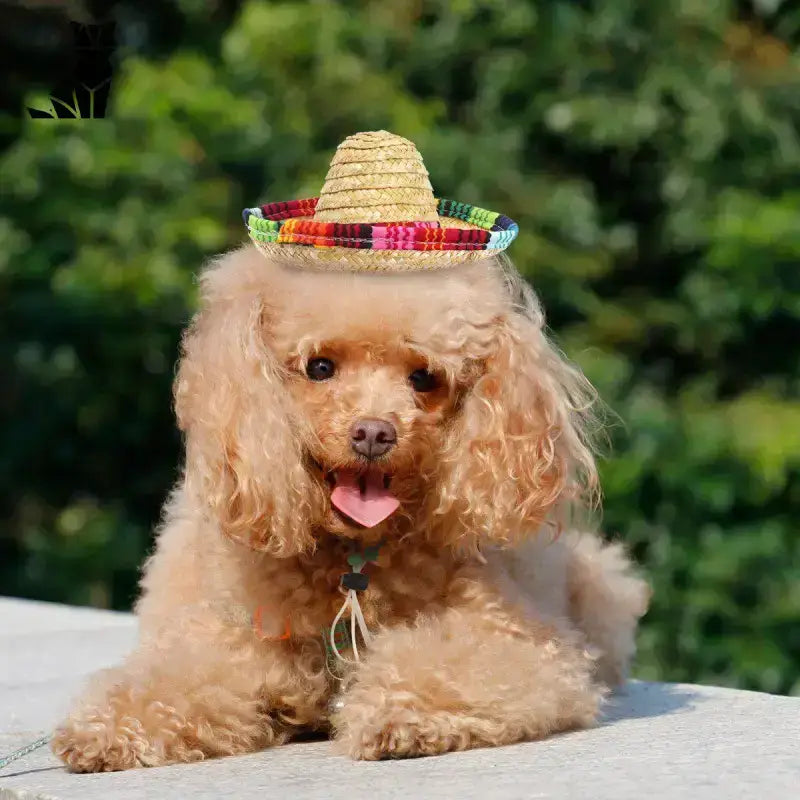 Sombrero dla Psa z Naturalnej Słomy Wygodne Tytuł Domyślny Puszysty Brązowy Pudel