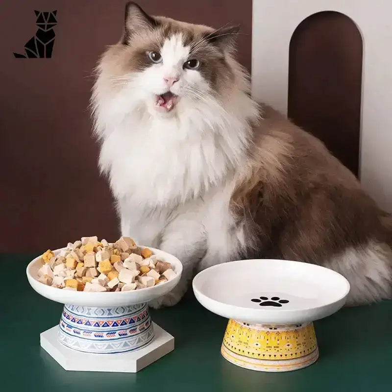 Stylowa Miska z Kotem do Każdego Wnętrza Puszysty Ragdoll Kot