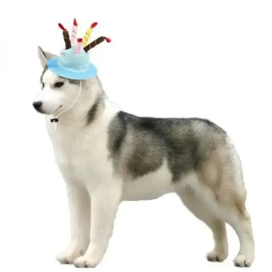 Świeczka dla Psa Urodzinowa Bezpieczna Dekoracyjna Syberyjski Husky Urodziny