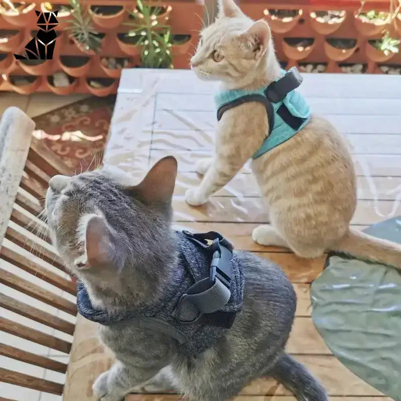 Szelki dla Kota s – Komfort i Bezpieczeństwo Koty Uprzęże