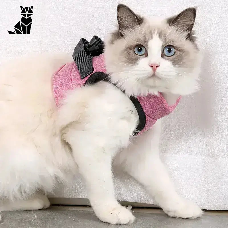 Szelki dla Kota s – Komfort i Bezpieczeństwo Puszysty Ragdoll Kot