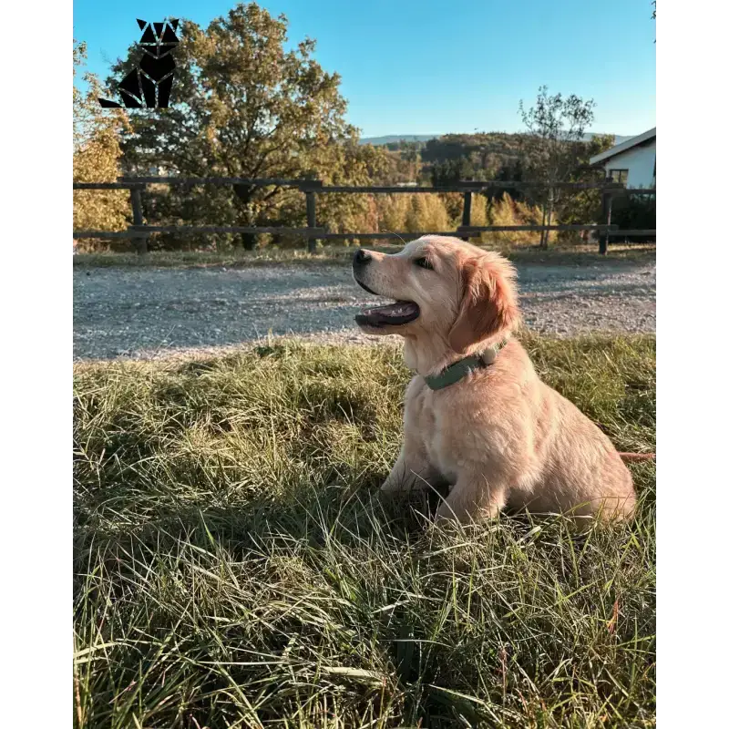 Sztruksowe Szelki dla Psa - Personalizacja i Komfort Złoty Retriever Szczeniak