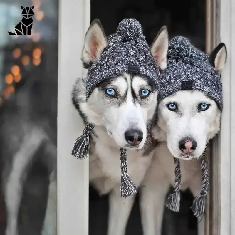 Szybkie Czapki z Nowoczesnym Designem Syberyjski Husky Dzianina