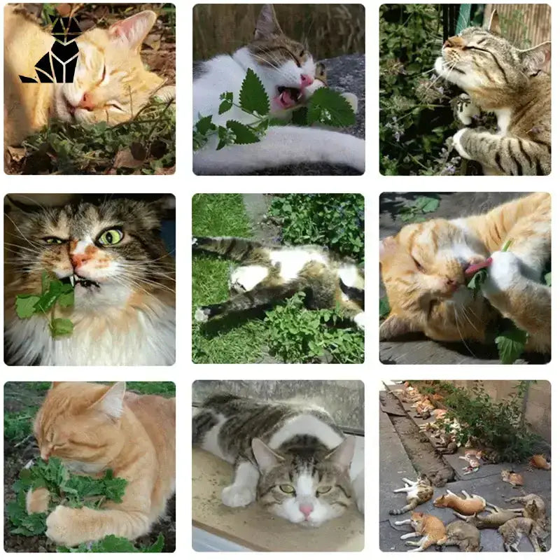 Zabawki z Kocimiętką dla Szczęśliwego Kota Kocimiętka 20g w Torebce / 6 Torba Dziewięć Panele Koty