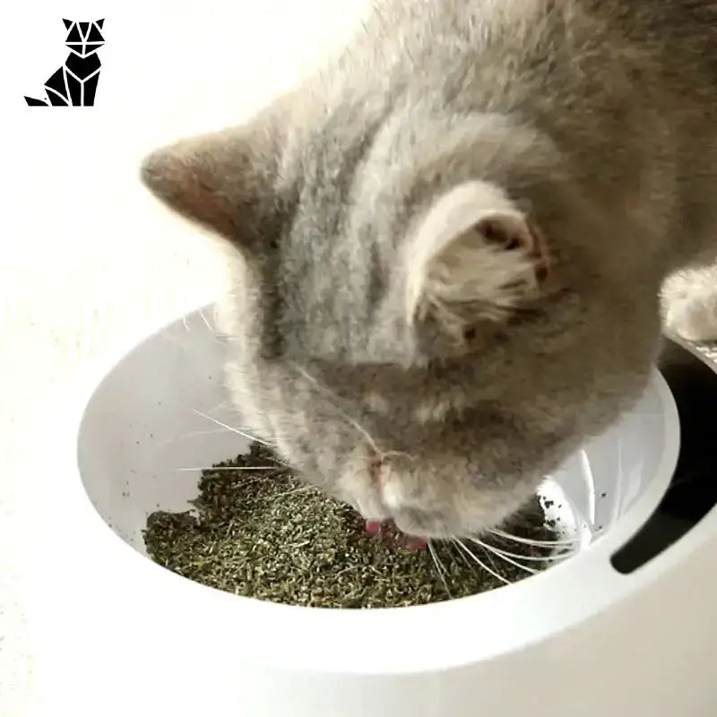 Zabawki z Kocimiętką dla Szczęśliwego Kota Szary Pręgowany Kot